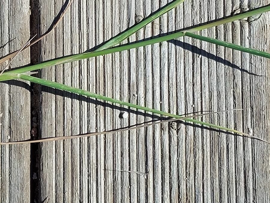 Polypogon maritimus — search result for 'Mediterranean Basin'