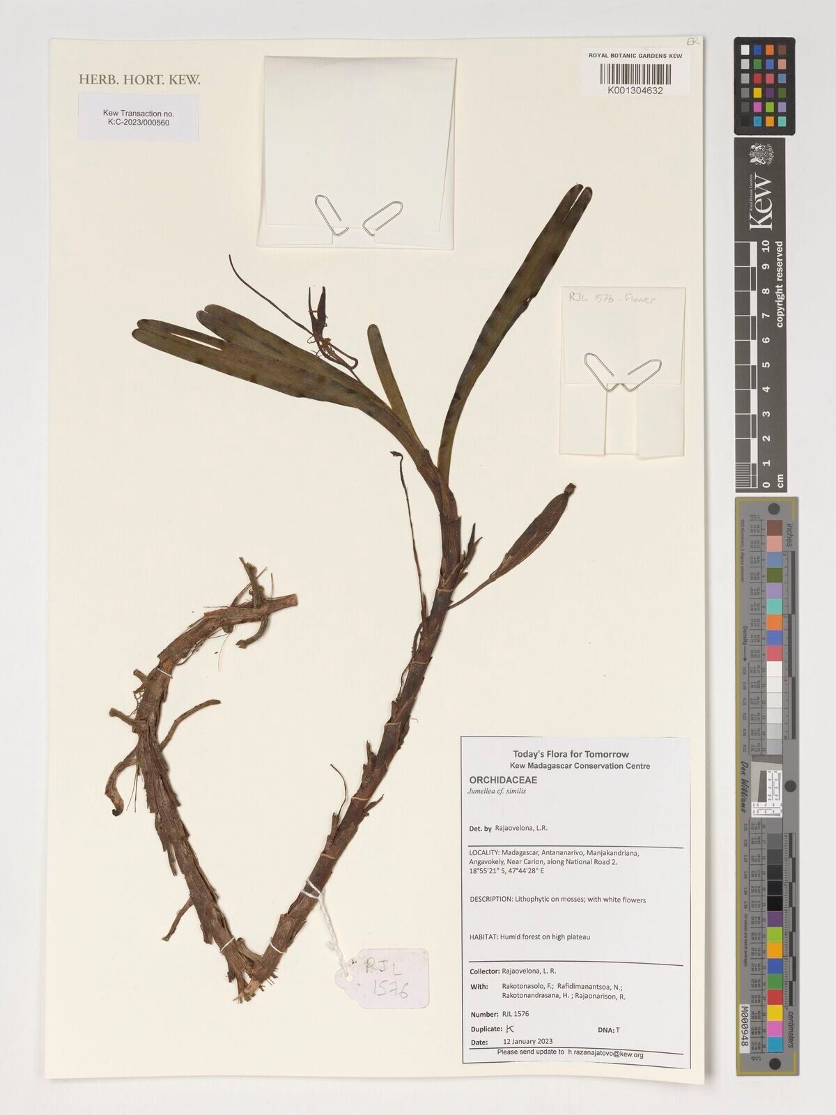 Jumellea similis — houseplant care guide