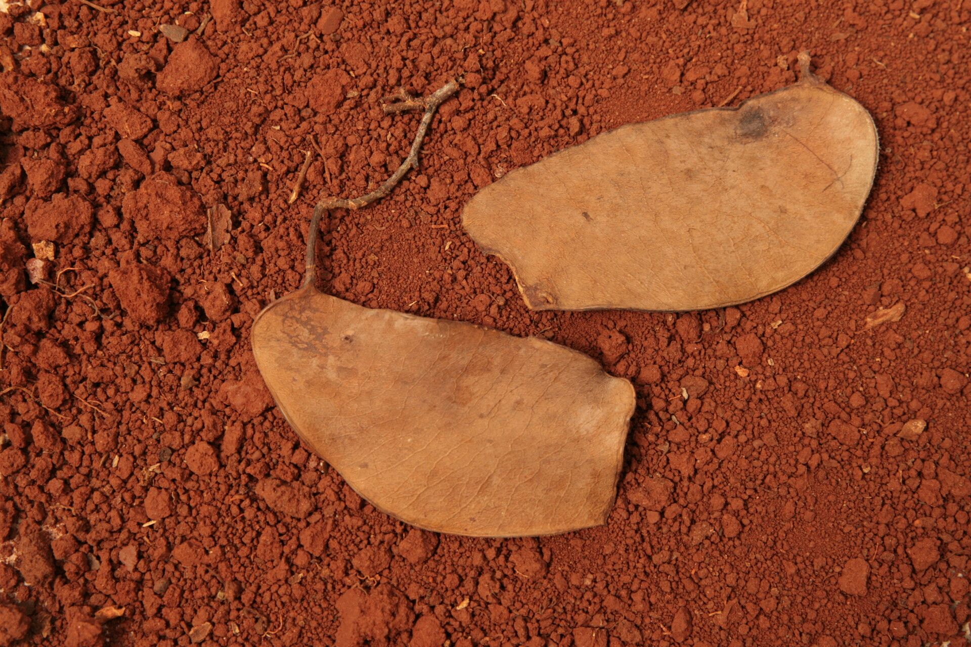 Cynometra alexandri — search result for 'Uganda'