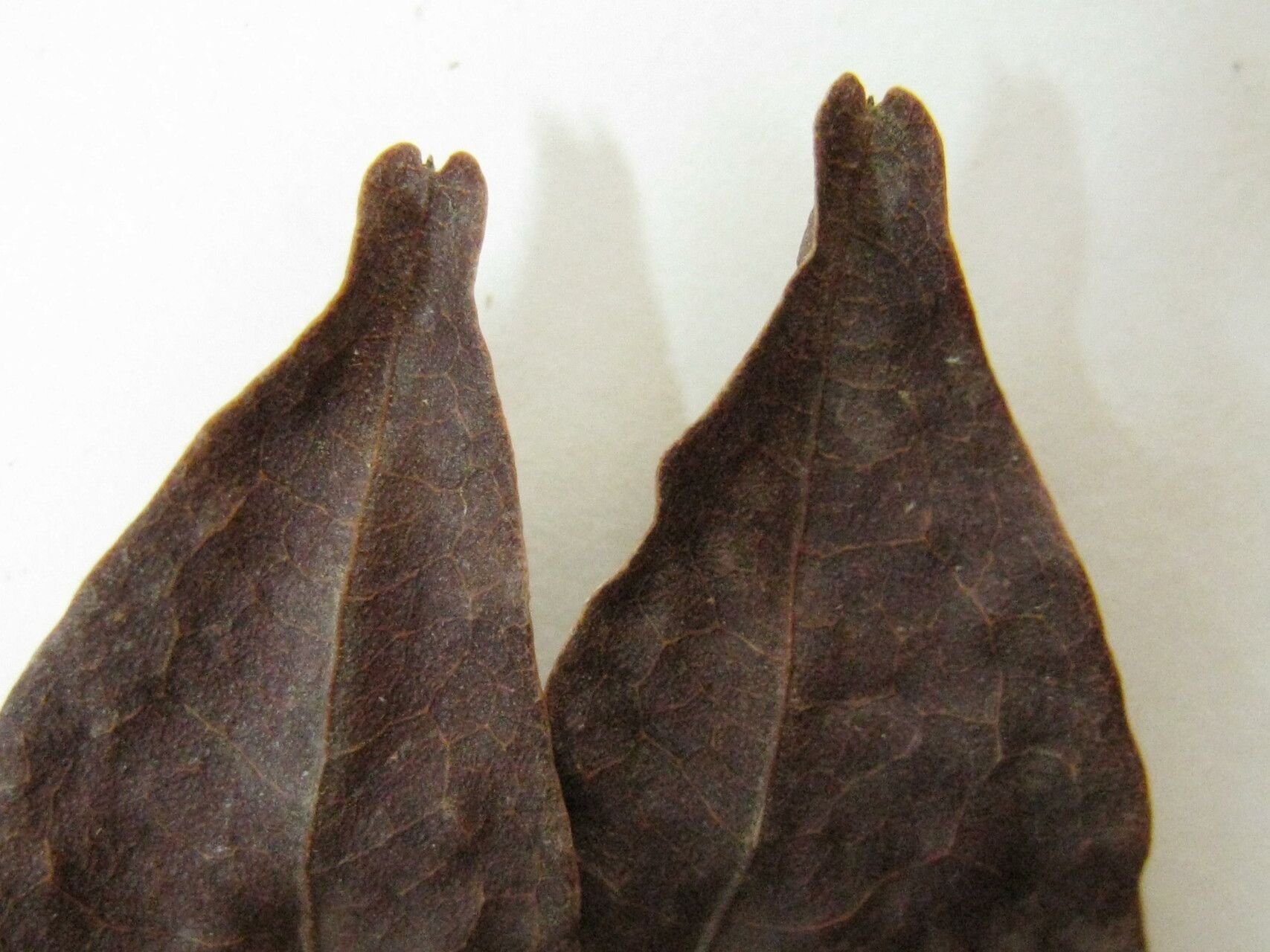 Cynometra bauhiniifolia — houseplant care guide