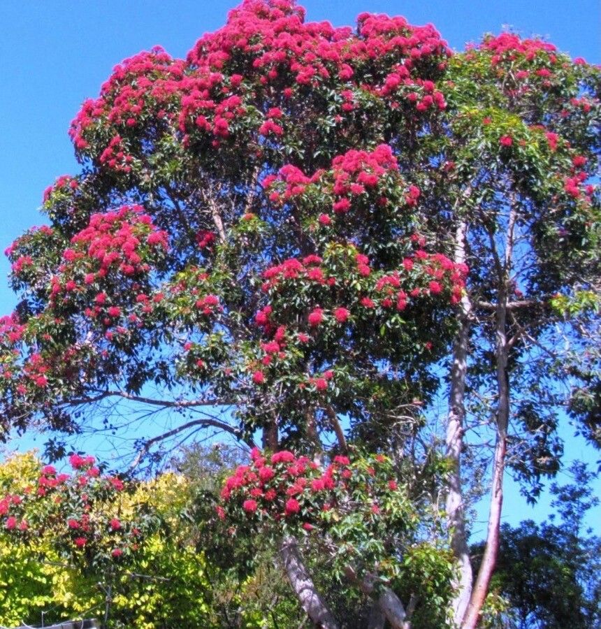Metrosideros nitida flower