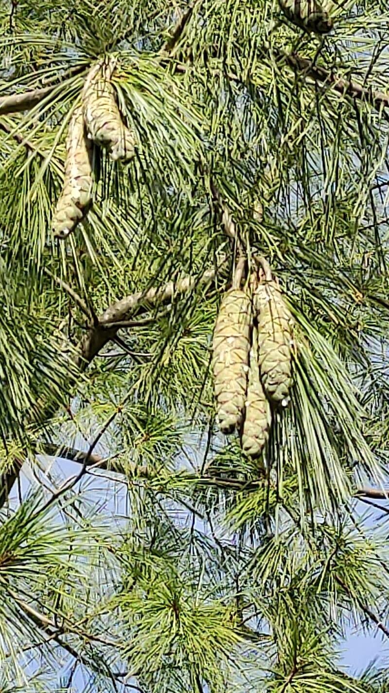 Pinus bhutanica fruit