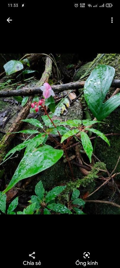 Begonia hemsleyana habit