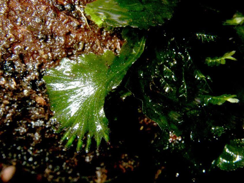 Trichomanes curtii leaf
