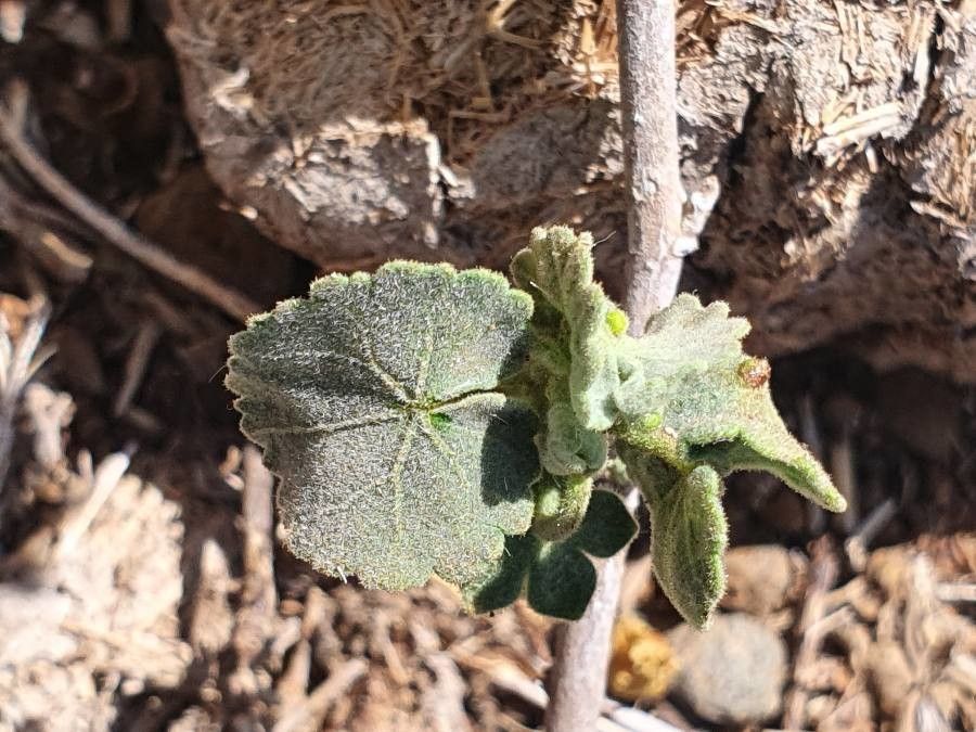 Pavonia gallaensis — search result for 'Pavonia'