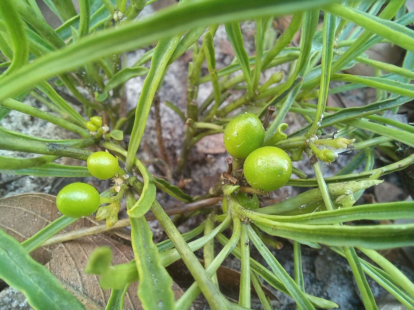Rauvolfia nana fruit