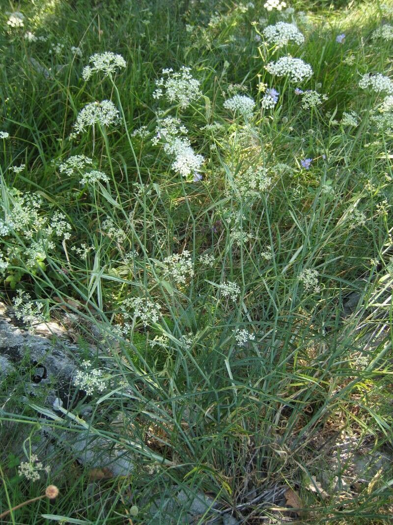Peucedanum schottii habit