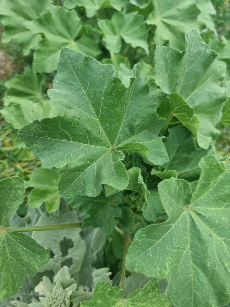 Lavatera arborea leaf