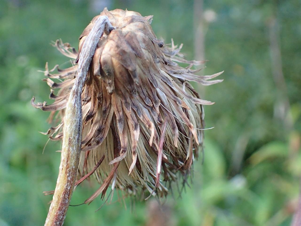 Cirsium heterophyllum fruit