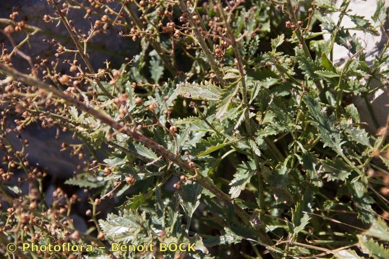 Scrophularia laciniata habit