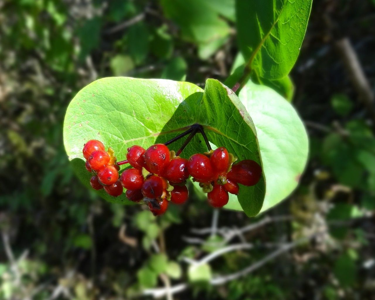 Lonicera etrusca fruit