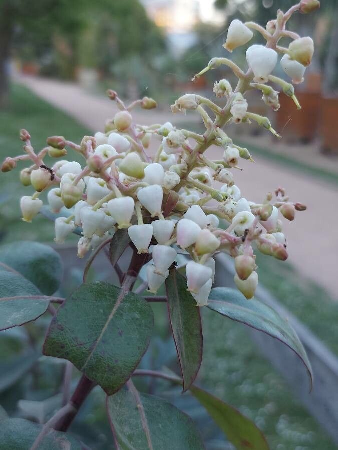 Arbutus xalapensis flower