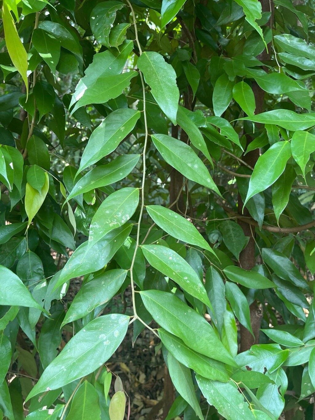 Cleistanthus sumatranus leaf