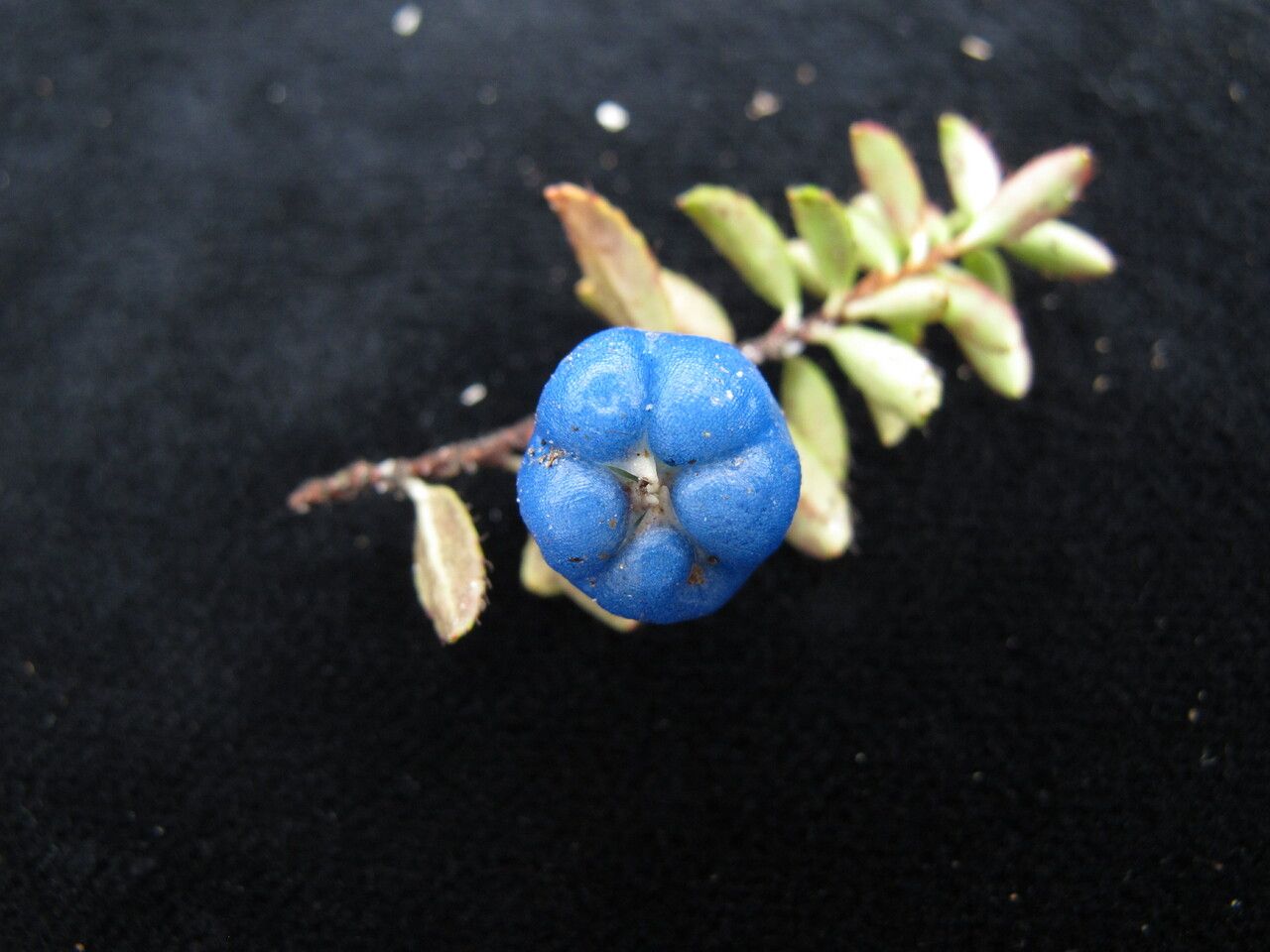 Gaultheria trichophylla habit