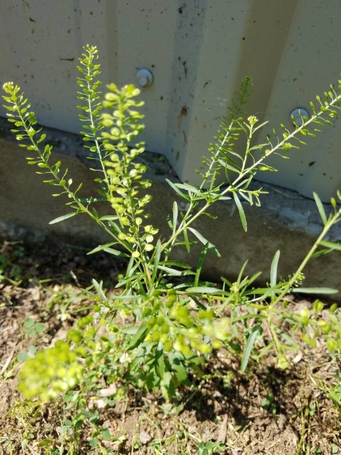 Lepidium densiflorum leaf