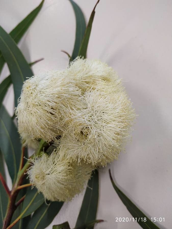 Eucalyptus microcarpa flower