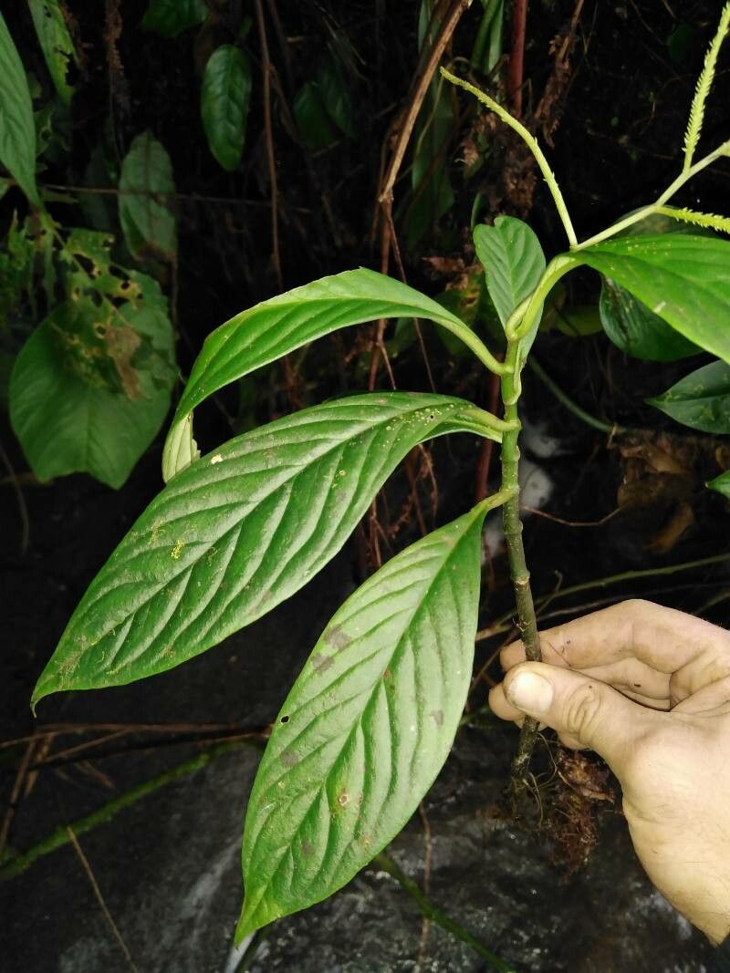 Peperomia lancifolia — houseplant care guide