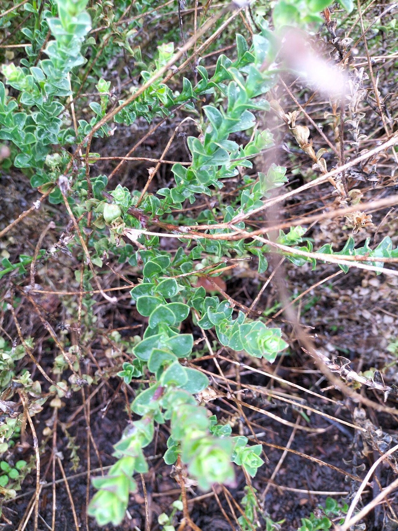 Osteospermum imbricatum leaf