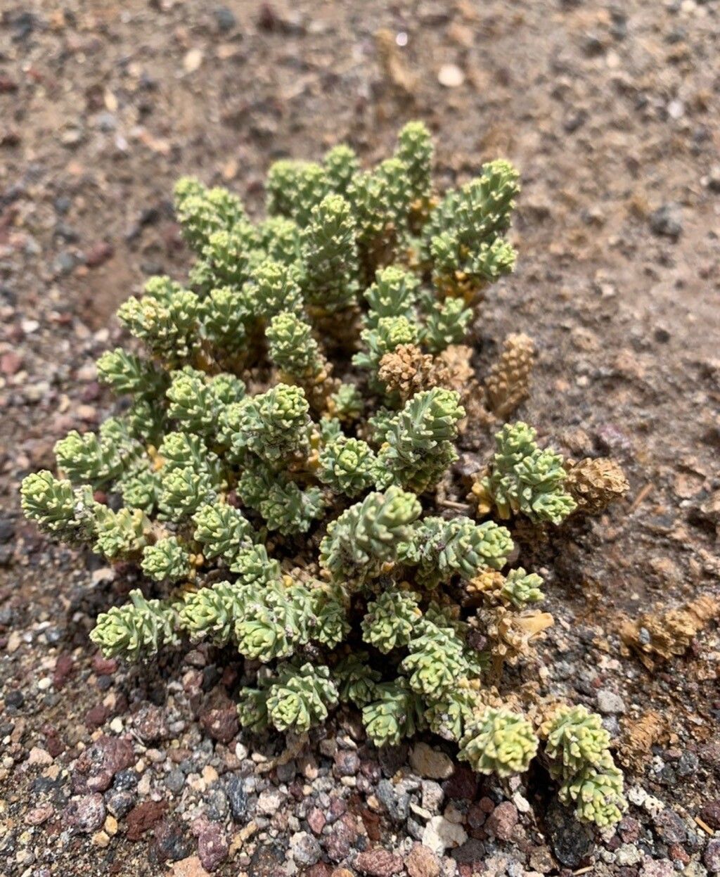 Werneria incisa — houseplant care guide