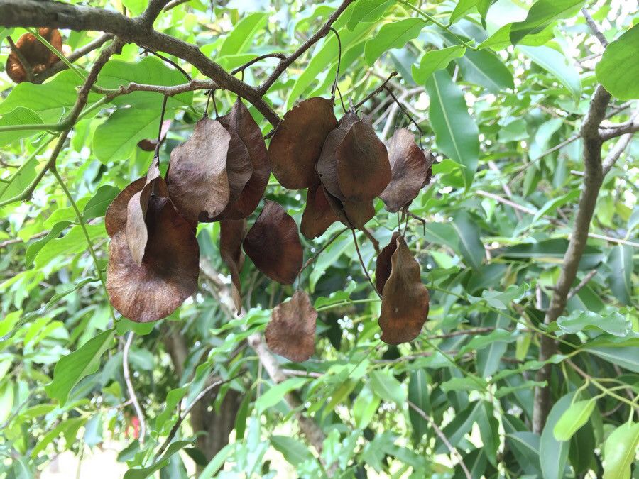Pterocarpus violaceus fruit