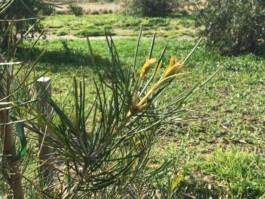 Banksia leptophylla — search result for 'Banksia'