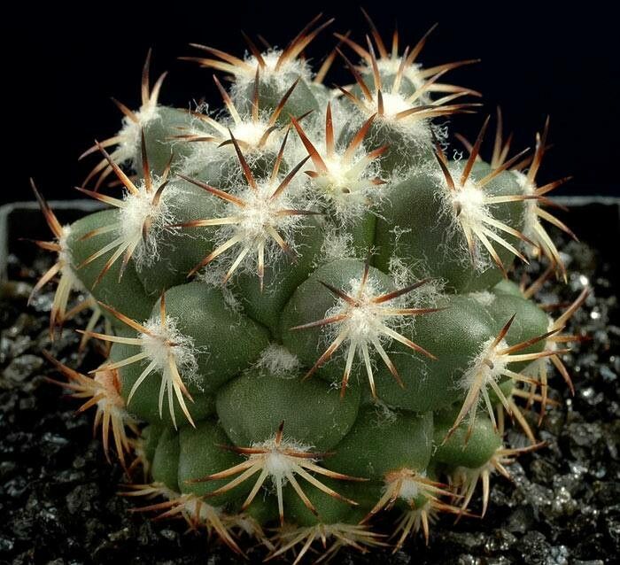 Coryphantha salinensis habit