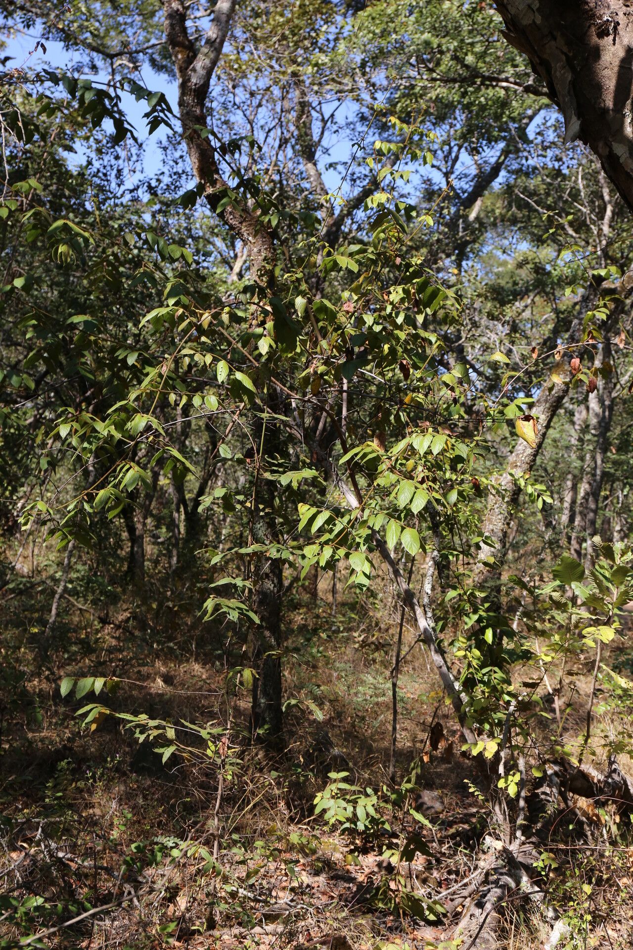 Keetia gueinzii habit