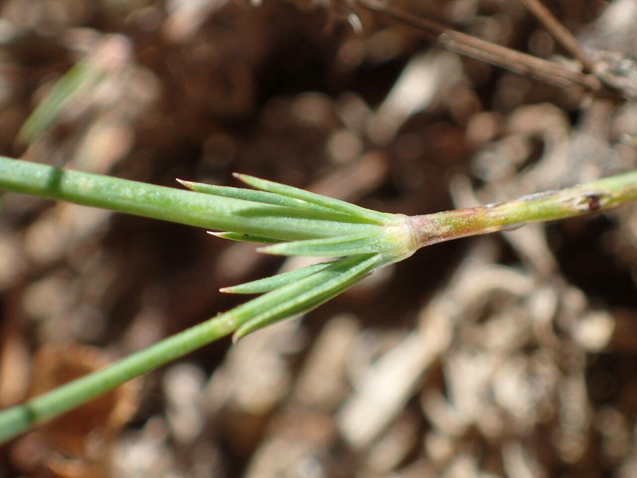 Crucianella angustifolia leaf