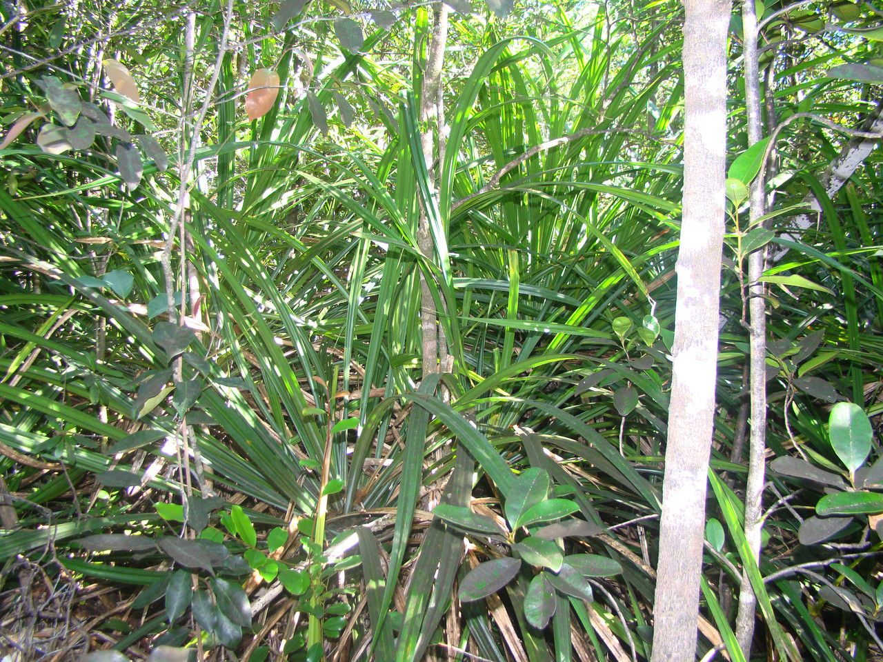 Pandanus verecundus habit