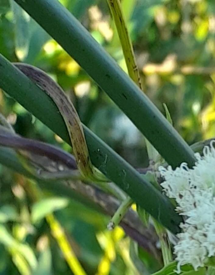 Mikania cynanchifolia other
