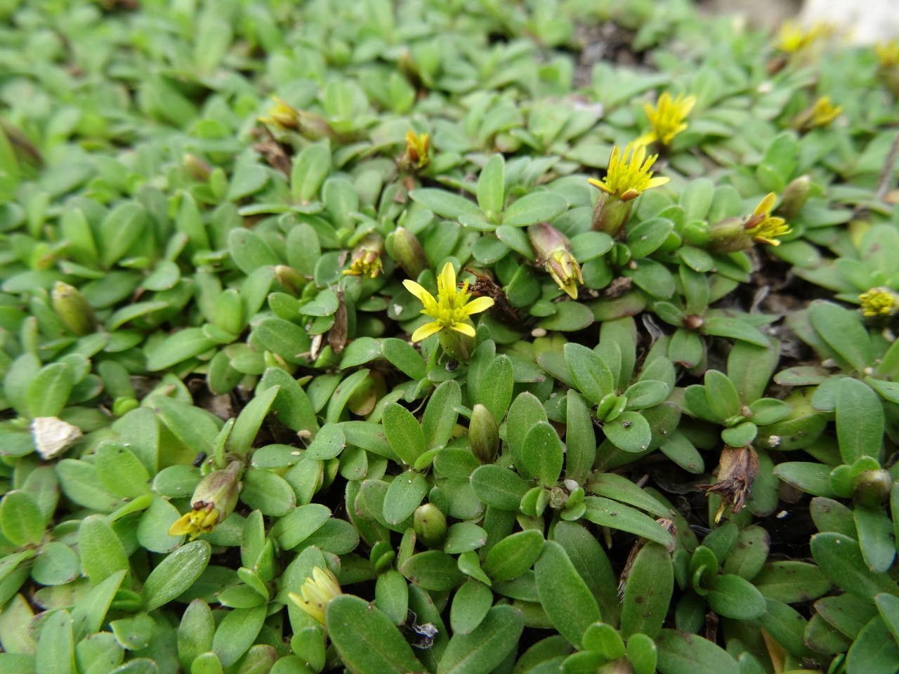 Pectis humifusa habit