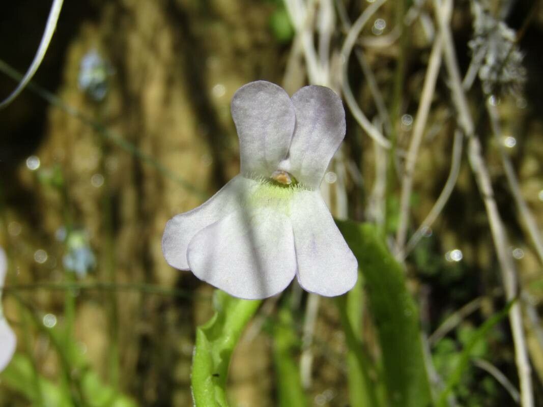 Pinguicula vallisneriifolia flower