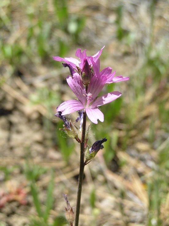 Sidalcea pedata flower