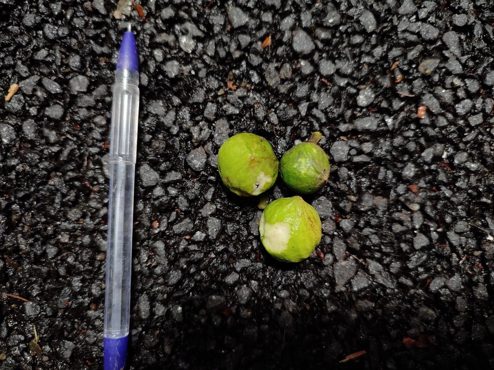 Xanthophyllum flavescens fruit