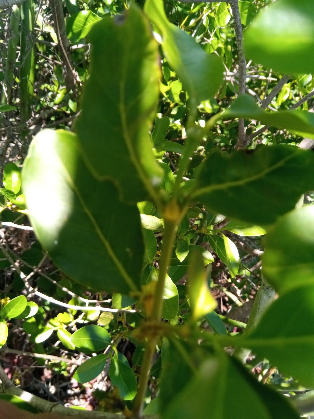 Pyrostria andringitrensis leaf
