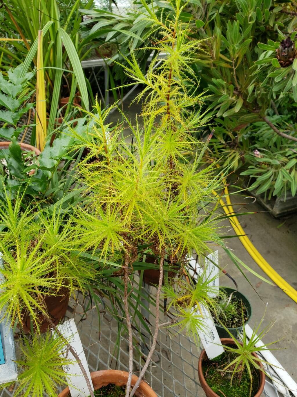 Roridula dentata habit