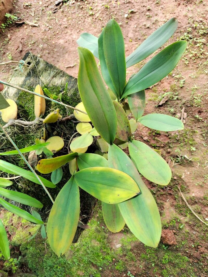 Bulbophyllum purpureorhachis leaf