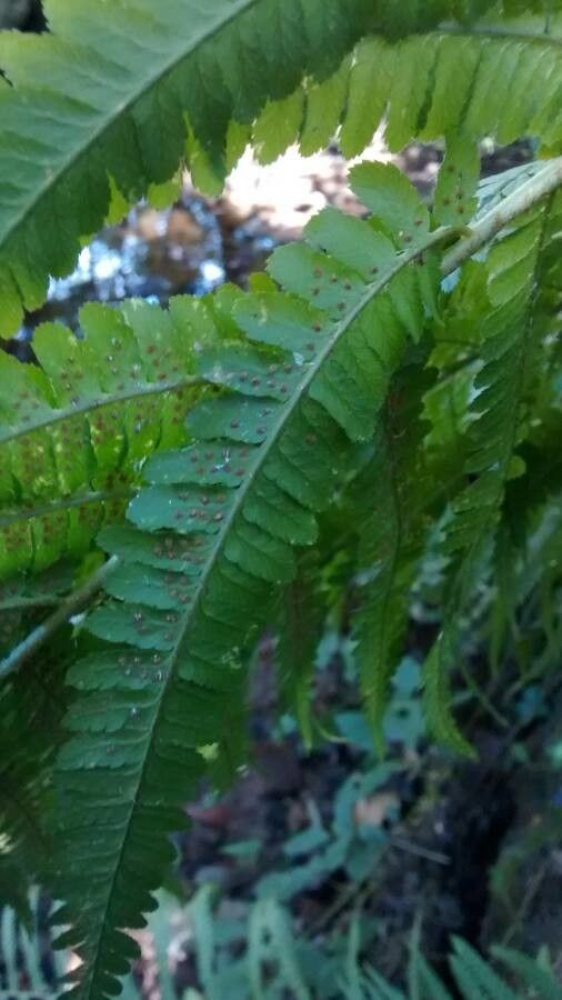 Dryopteris filix-mas fruit