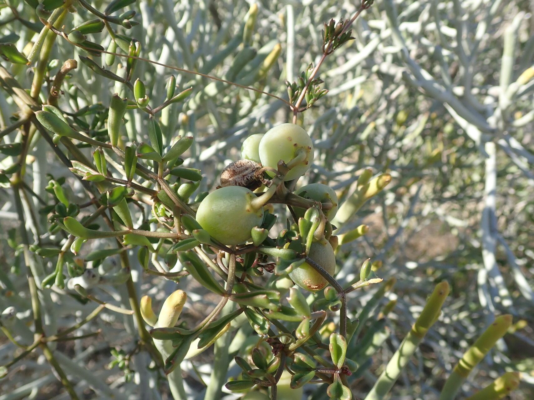 Cyphostemma montagnacii — houseplant care guide