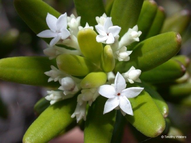 Alyxia sarasinii — houseplant care guide
