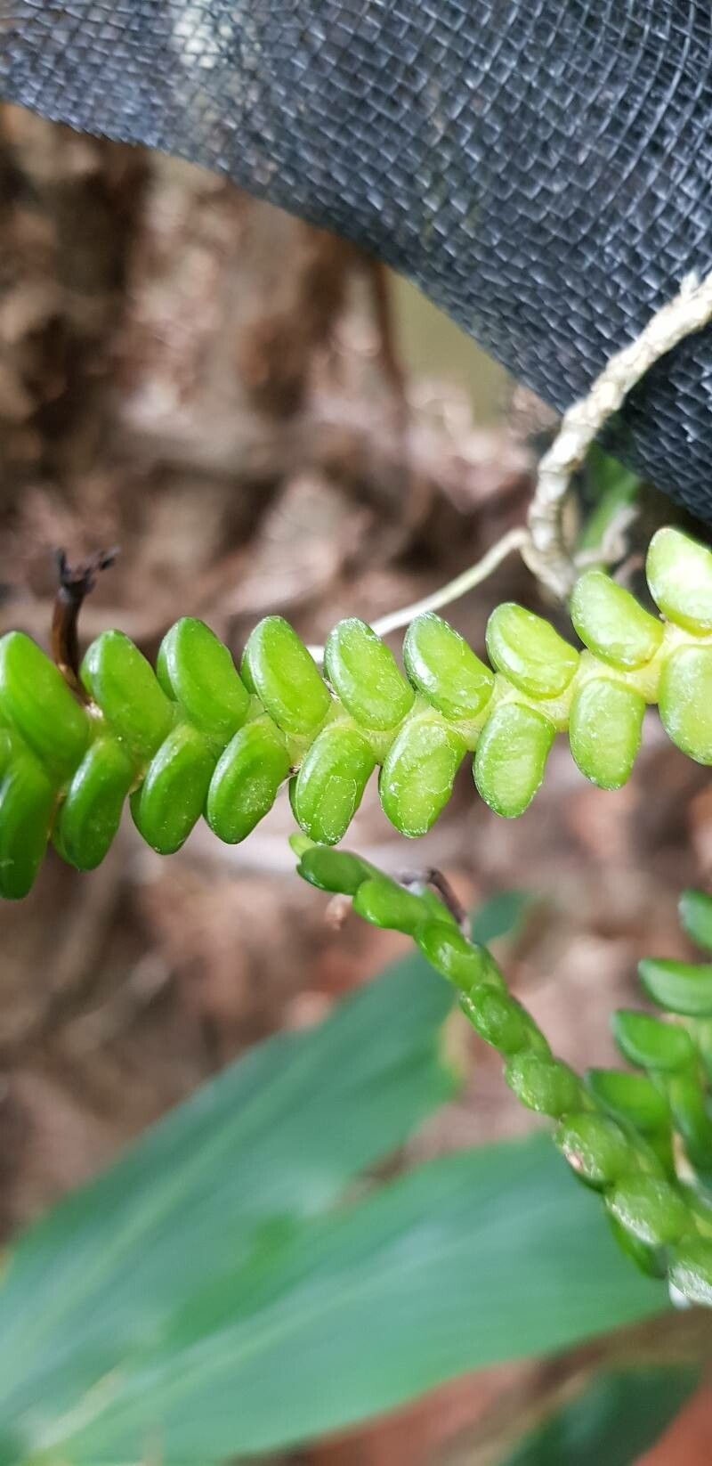 Angraecum distichum leaf