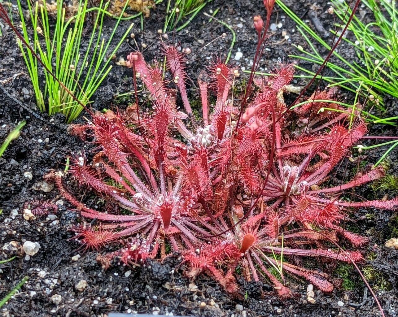 Drosera oblanceolata leaf
