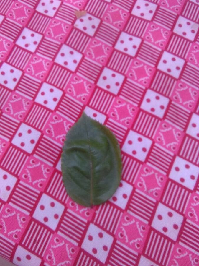 Marcgravia mexicana — houseplant care guide