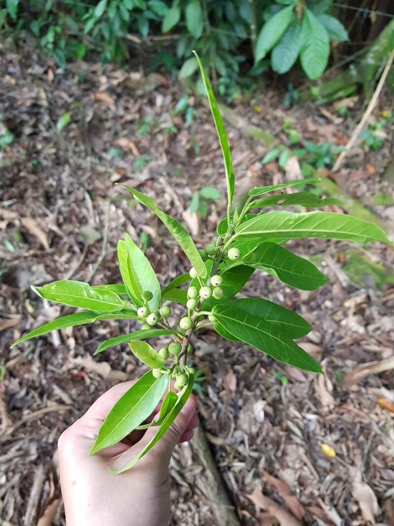 Ficus donnell-smithii leaf
