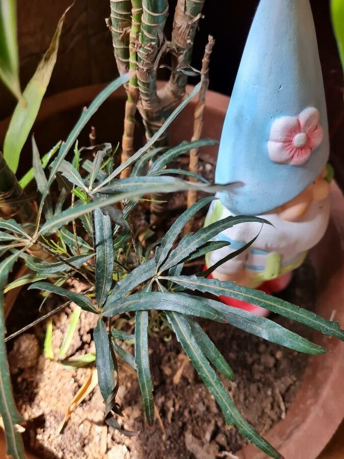 Plerandra veitchii leaf