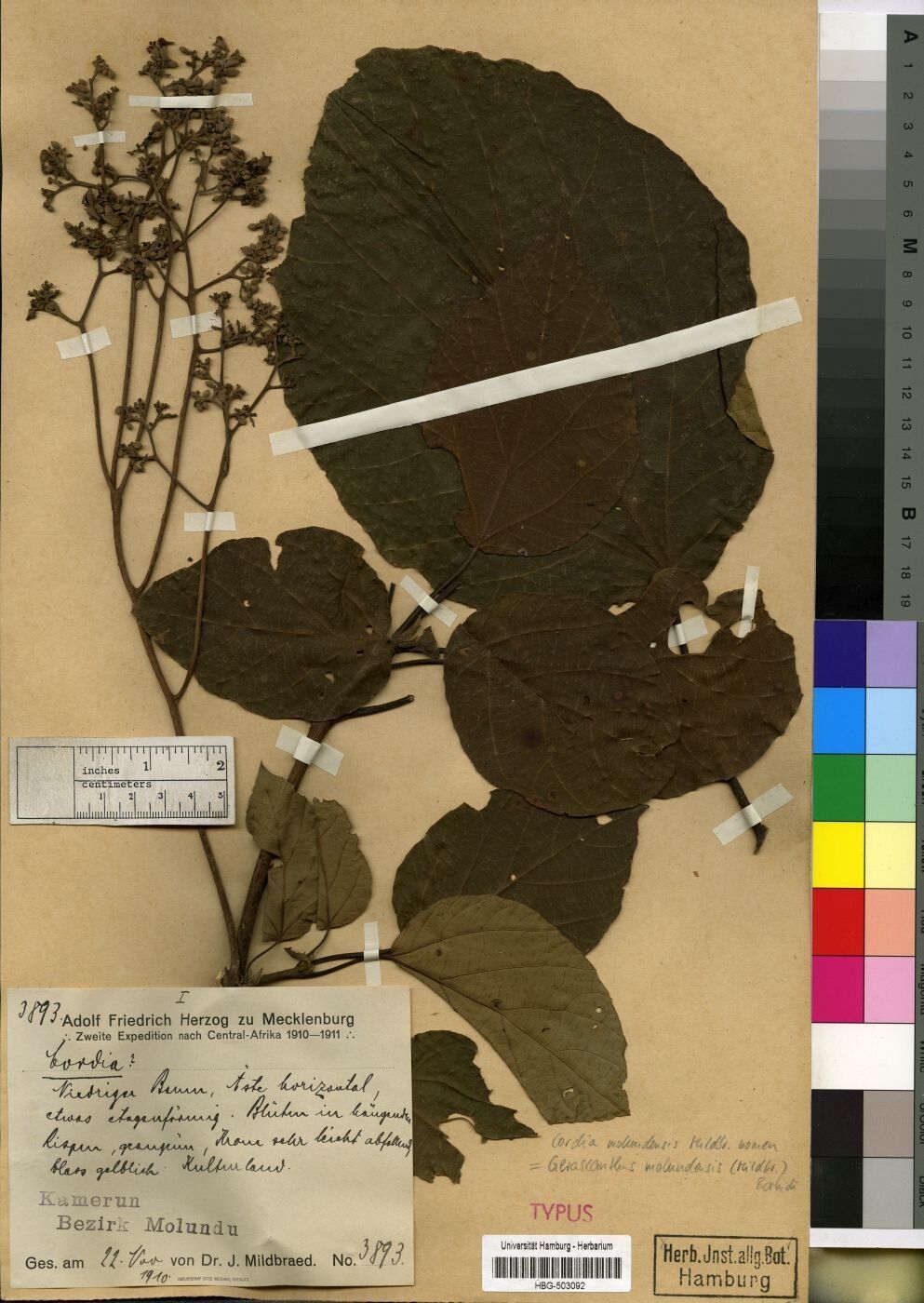 Cordia molundensis — houseplant care guide