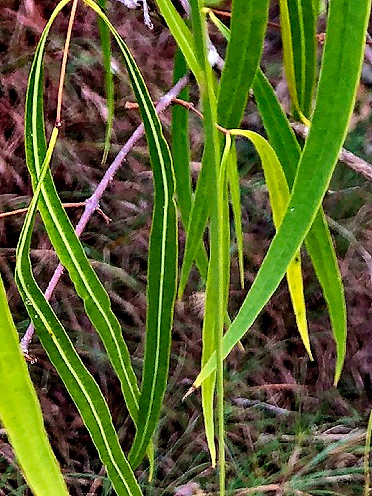 Wrightia saligna — search result for 'Wrightia'