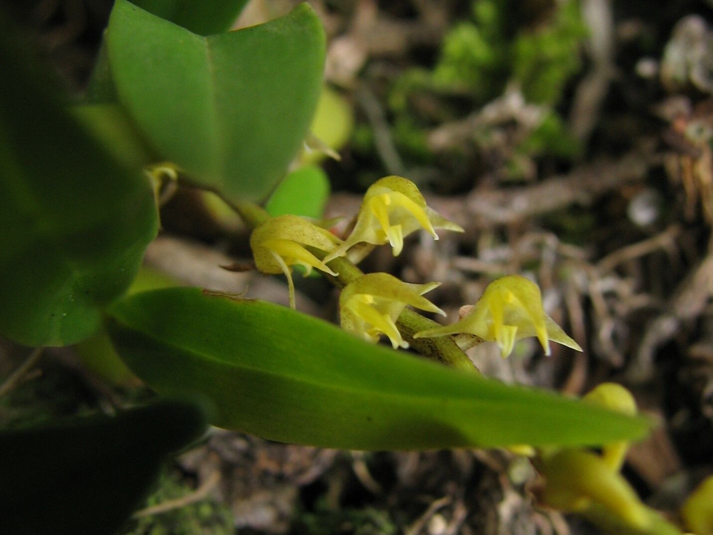 Bulbophyllum resupinatum flower