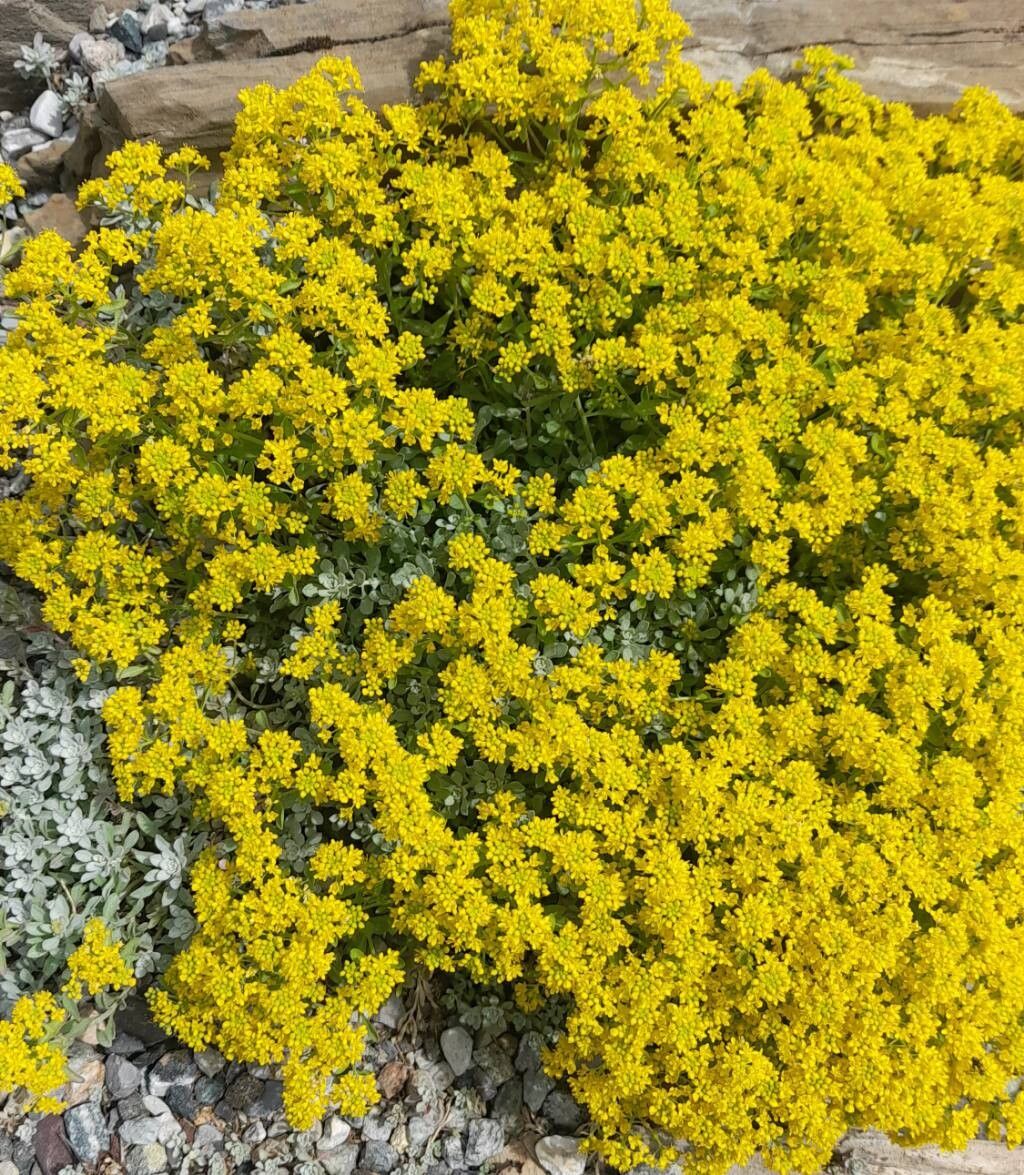 Odontarrhena smolikana habit