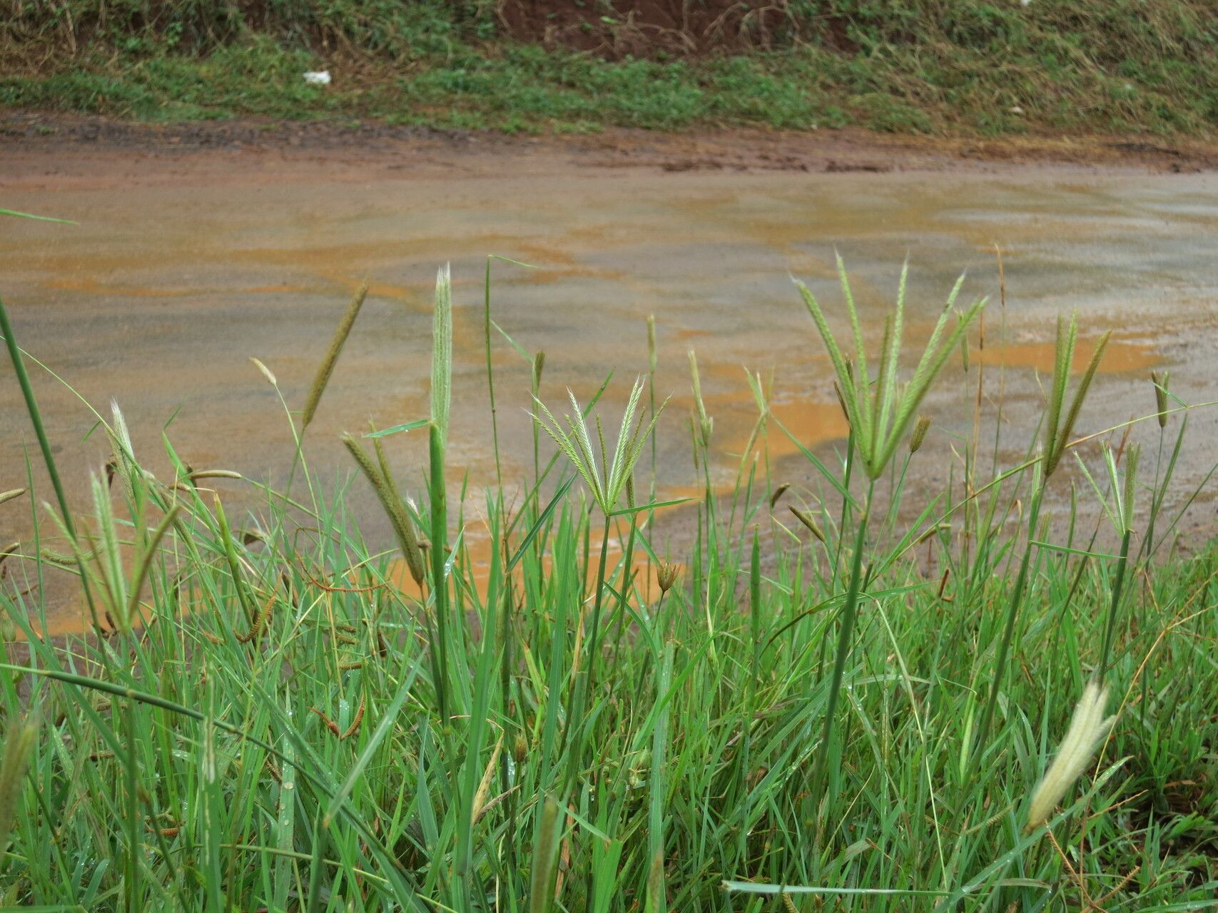 Enteropogon prieurii habit